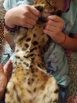 Bengal Cats - Light Colored Belly, Black Spots
