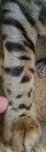 Bengal Cats - Stripes and Spots on Legs
