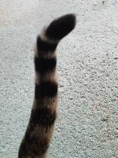 Bengal Cats - Tail (Spotted or Ringed), Black Tip